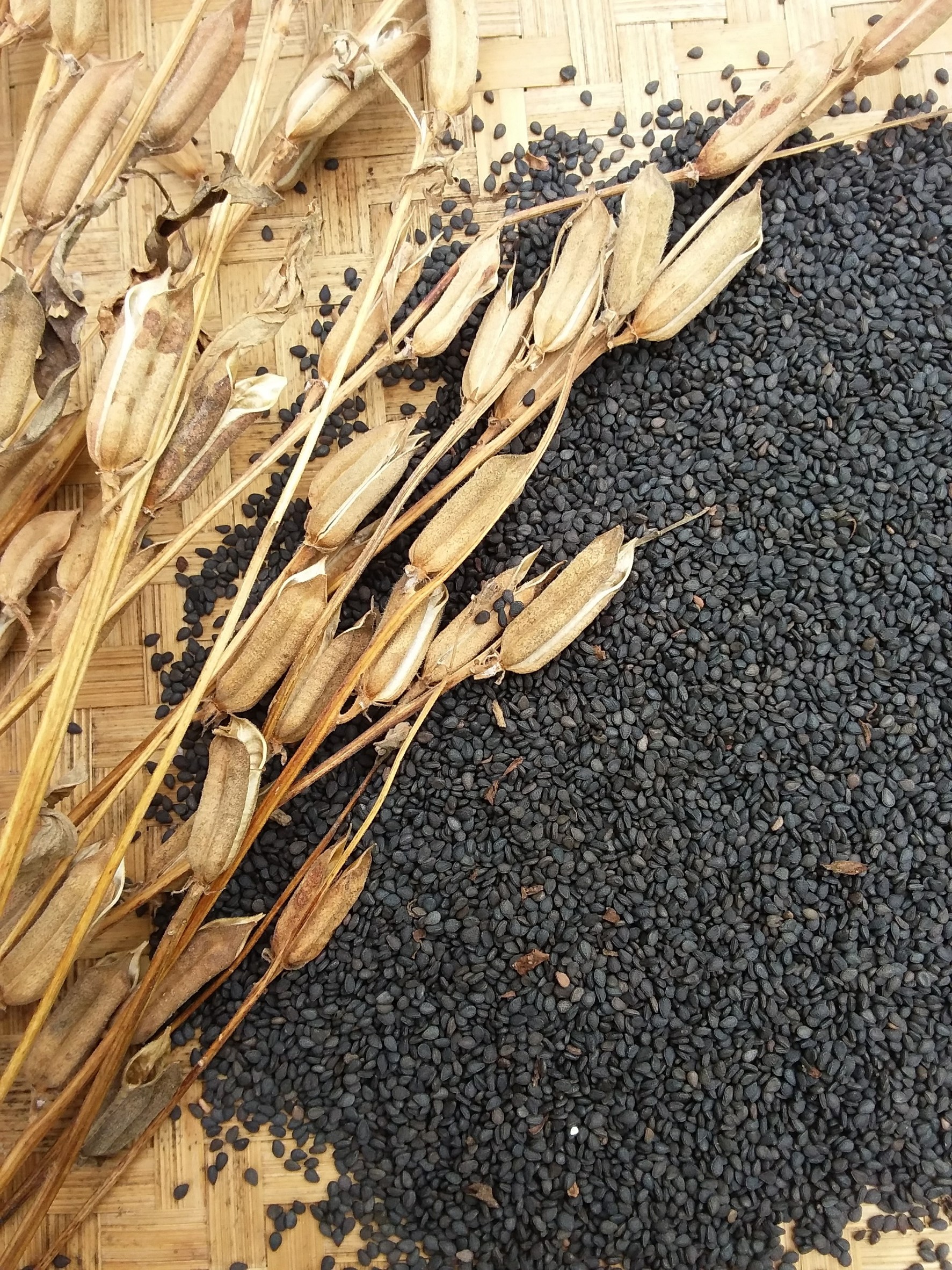 Grow sesame Happy Earth Farm