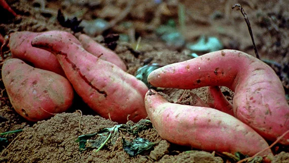 wild yam