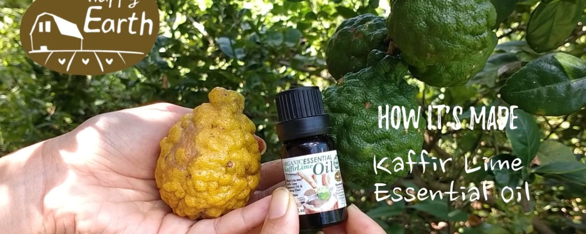 Kaffir Lime Essential Oil