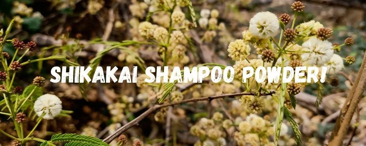 shikakai powder