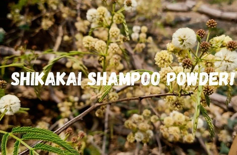 shikakai powder