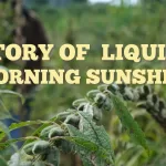 Liquid Morning Sunshine
