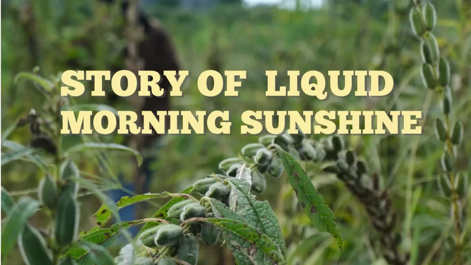 Liquid Morning Sunshine