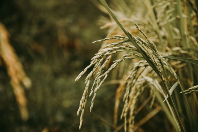 Rice Field